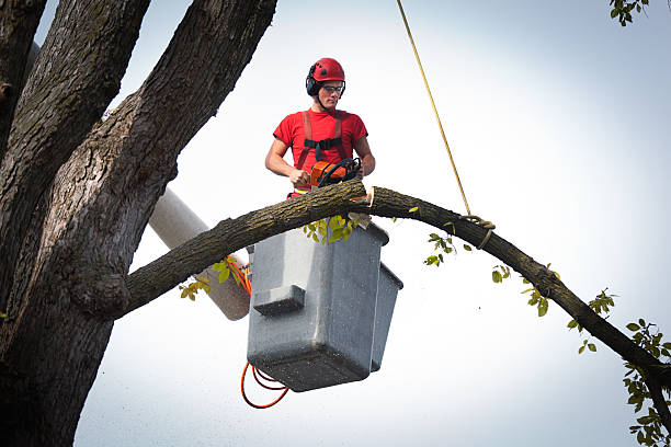 Tree Health Inspection in Cincinnati, OH